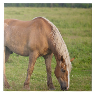 Carreau Nouveau-Brunswick, Canada. Cheval dans un champ.