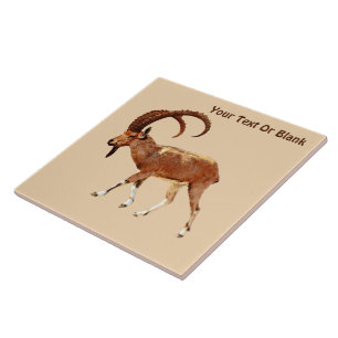 Carreau Nubian Ibex - Ein Gedi