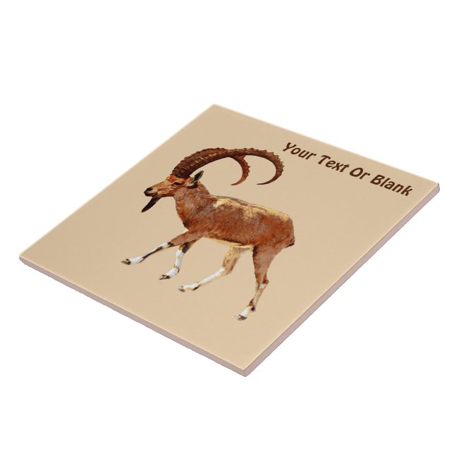 Carreau Nubian Ibex - Ein Gedi (Côté)