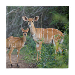 Carreau Nyala (Tragelaphus Angazii) Avec Young, Ndumo