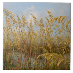 Carreau Oats de mer sur la plage dunes de sable