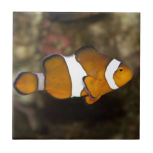 Carreau Ocellaris Clowfish