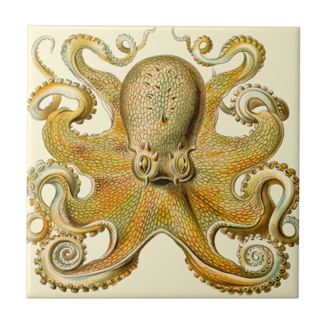 Carreau Octopus illustration antique monstre marin (Devant)