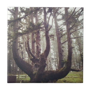 Carreau Octopus Tree, Cape Meares, Oregon