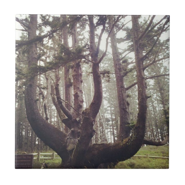 Carreau Octopus Tree, Cape Meares, Oregon (Devant)