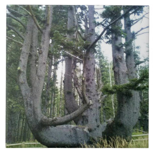 Carreau Octopus Tree, Cape Meares, Oregon