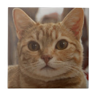 Oeil brun de chat