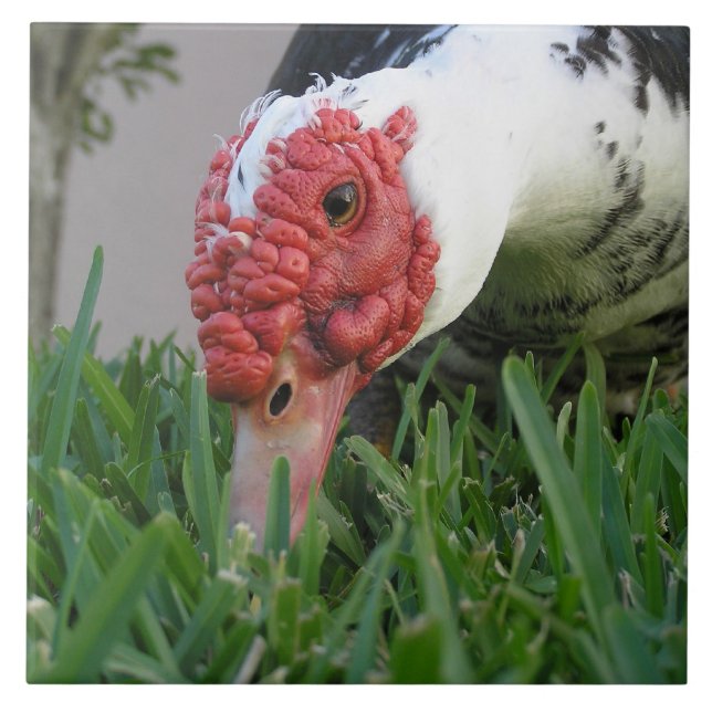 Carreau Oeil de la photographie de plan rapproché de (Devant)