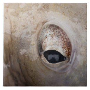 Carreau OEil octopique