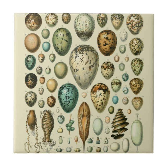 Carreau Œufs d'oiseaux vintage Art de l'œuf de poisson fra (Devant)