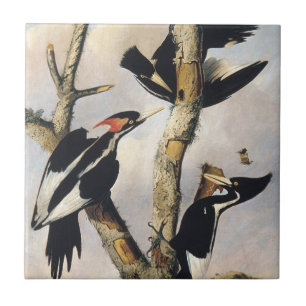 Carreau Œuvre d'art vintage d'Audubon sur le Pic à bec ivo