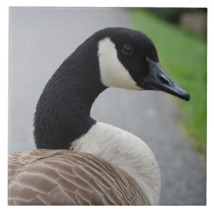 Carreau Oie du Canada