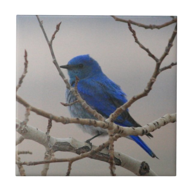 Carreau Oiseau bleu de montagne (Devant)