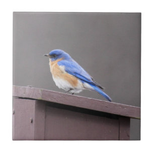 Carreau Oiseau bleu oriental