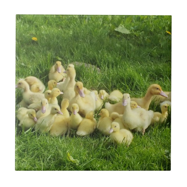 Carreau oiseau, canard, canard, jaune, nature, mignonette, (Devant)