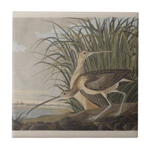 Carreau Oiseau de Courlis à long bec Audubon