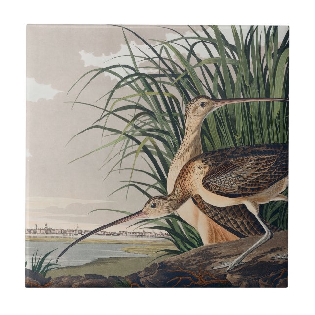 Carreau Oiseau de Courlis à long bec Audubon (Devant)