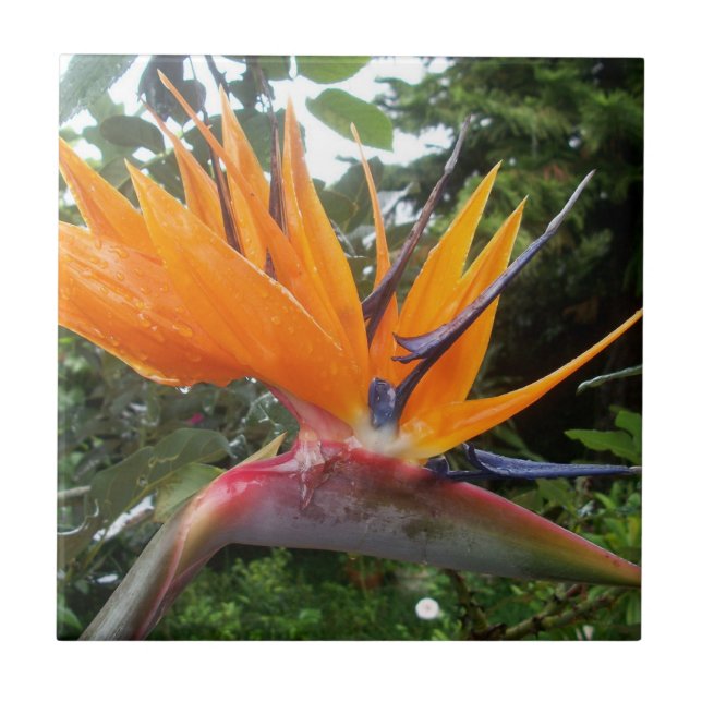 Carreau Oiseau de la Fleur du Paradis (Devant)