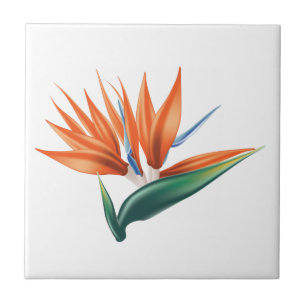 Carreau Oiseau de paradis, fleur exotique de strelitzia