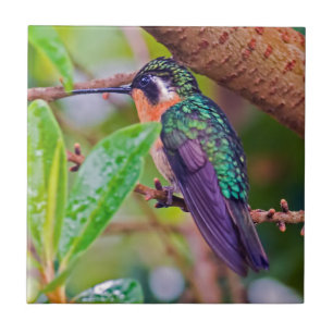 Carreau Oiseau du Costa Rica - Colibri
