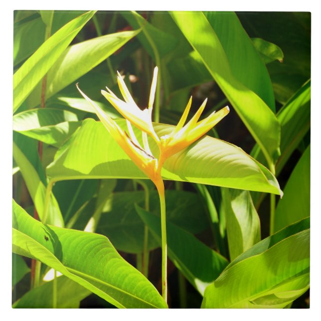 Carreau Oiseau du Paradis (Devant)