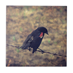 Carreau Oiseau noir à ailes rouges