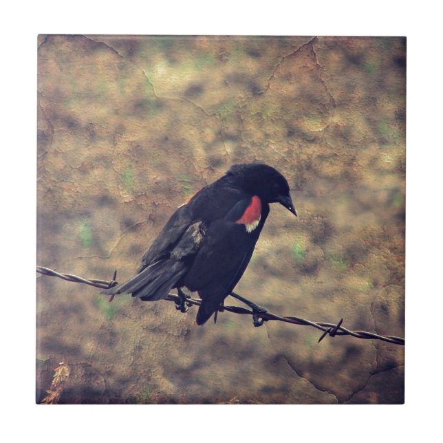Carreau Oiseau noir à ailes rouges (Devant)