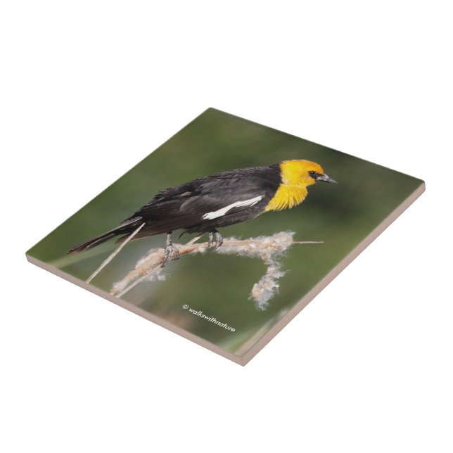 Carreau Oiseau-noir à tête jaune frappant dans le marais (Côté)