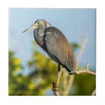 Oiseau Perfect Carrelage céramique