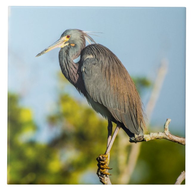 Carreau Oiseau Perfect Carrelage céramique (Devant)