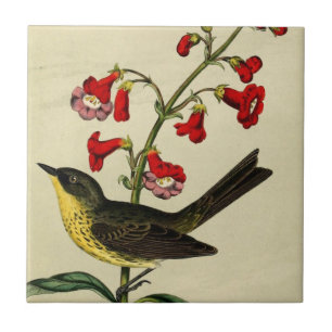 Carreau Oiseau vintage de fauvette de Kirtlands
