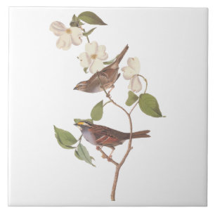 Carreau Oiseaux Audubons à Bruant à Throses Blanches avec 