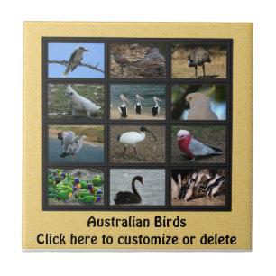 Carreau Oiseaux australiens