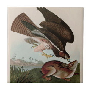 Carreau Oiseaux communs de buzzard d'Amérique Audubon Impr