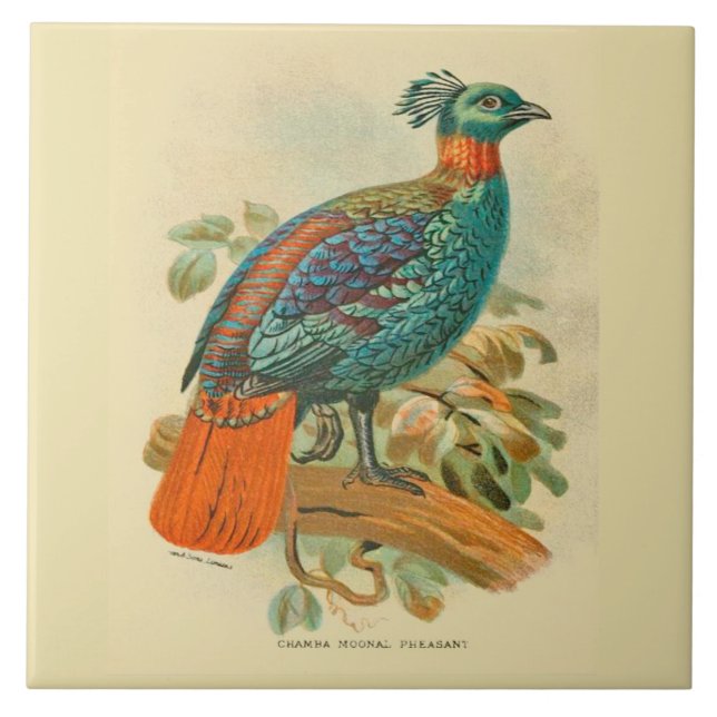 Carreau Oiseaux d'art vintage Illustration de faisan color (Devant)