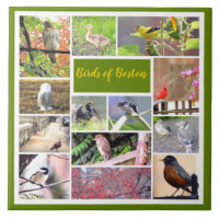 Oiseaux de Boston Photo Collage
