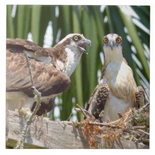Carreau Oiseaux de faucons d'Ospreys dans leur tuile de