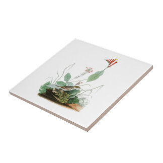 Carreau Oiseaux de John Audubon de l'étamine de Henslow de