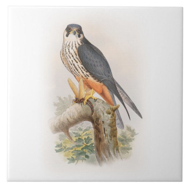 Carreau Oiseaux de John Gould de faucon de passe-temps de (Devant)