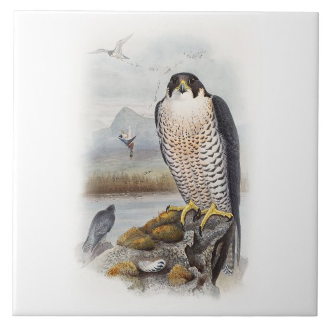 Carreau Oiseaux de John Gould de faucon pérégrin de la (Devant)