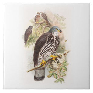Carreau Oiseaux de Miel-Buzzard John Gould de la