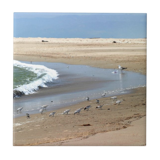 Carreau Oiseaux de plage (Devant)