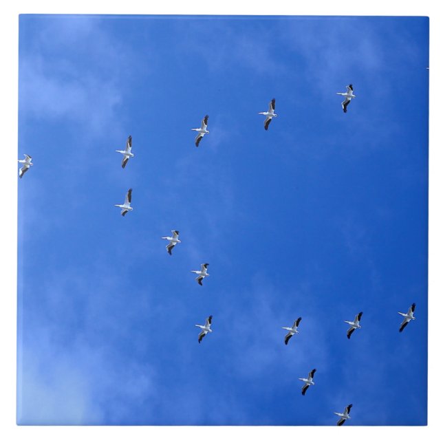 Carreau Oiseaux migrateurs (Devant)