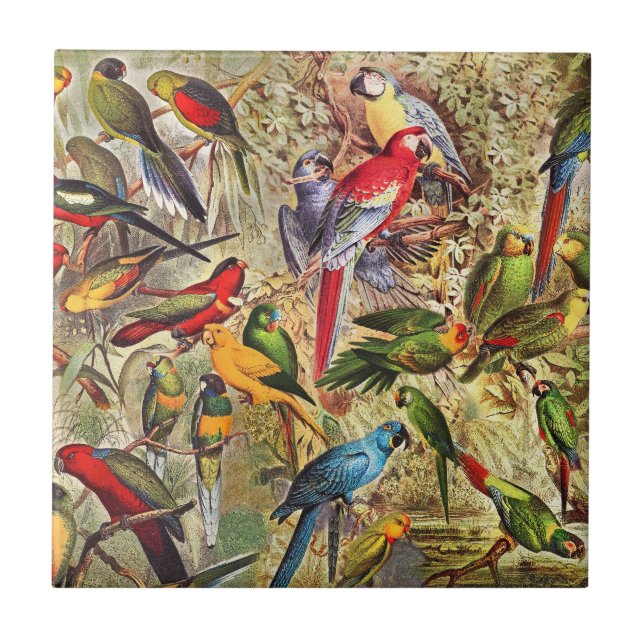 Carreau Oiseaux tropicaux Vintages colorés Parrots (Devant)