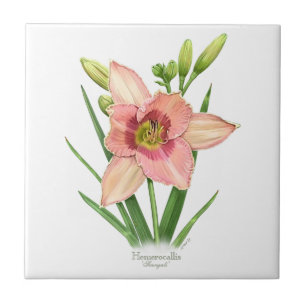 Carreau Orange Daylily Botanical Art Style