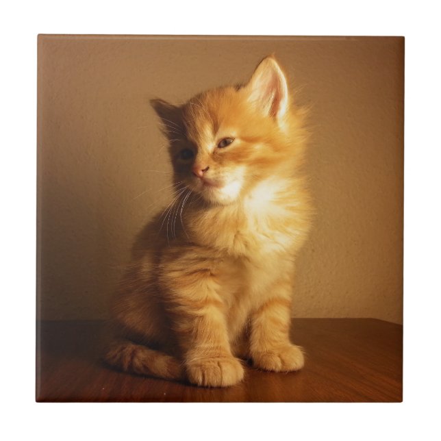 Carreau Orange Tabby Kitten (Devant)
