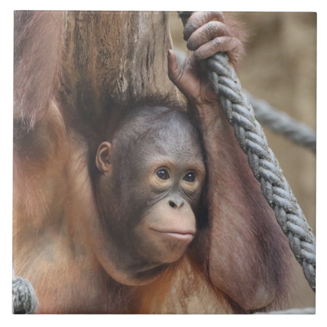 Carreau OrangUtan 002 (Devant)