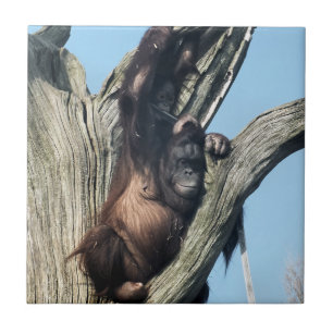 CARREAU ORANGUTANS