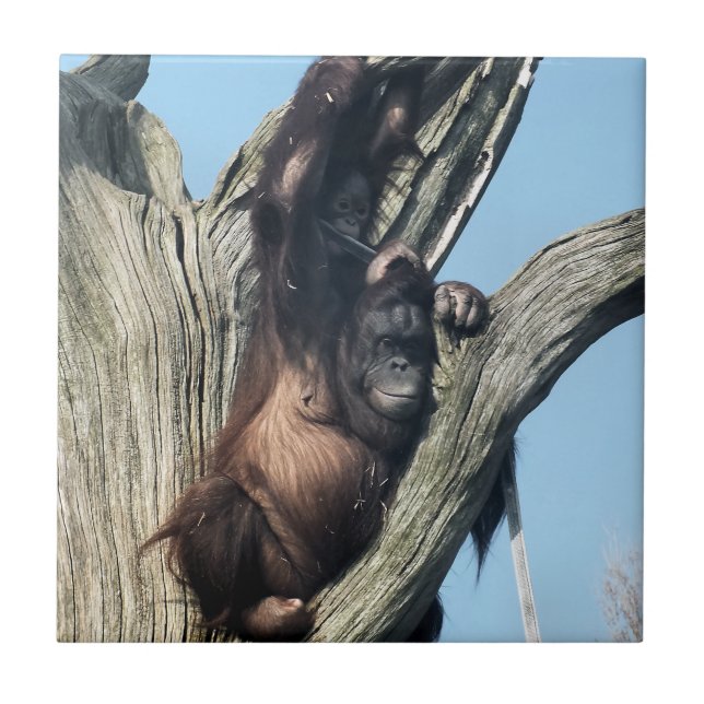 CARREAU ORANGUTANS (Devant)