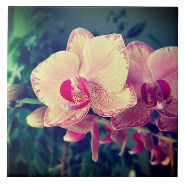 Carreau Orchid phalaenopsis ppolka dot pink flowers (Devant)